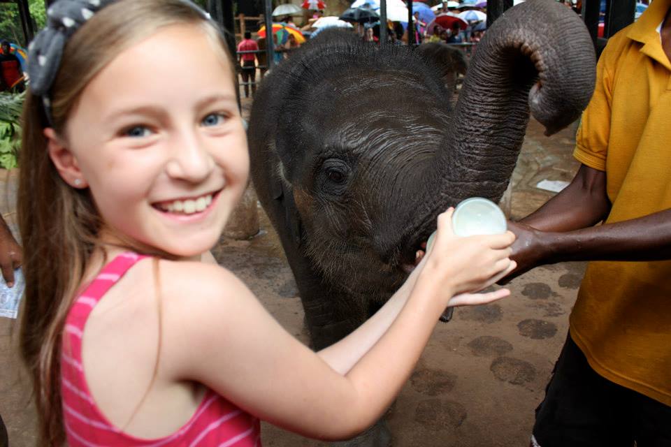 Sri lanka Milk feeding at the elephant orphanage