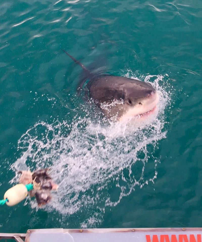 shark